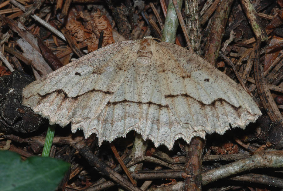 Geometridae da det. : Megalycinia serraria